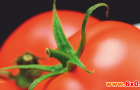 西红柿自动采摘与智能识别