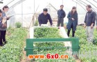 镇江研制的步行式叶菜收获机首试成功