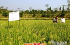 种麦子一样种水稻 普通中稻无水栽培在山田获得成功