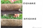 新型秧苗机插技术节约30%稻种