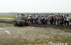 扬州推广水稻钵苗机插高产栽培技术