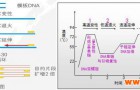 普通PCR、实时荧光定量PCR和数字PCR对比分析