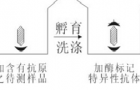 ELISA的原理及基本类型