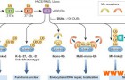 泛素Ubiquitin,Ub抗体-克隆号VU-1