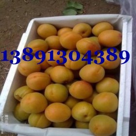 陕西大棚金太阳杏，丰园红杏，凯特杏产地上市价格