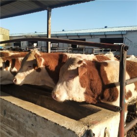 西门塔尔肉牛犊价格多少钱一头山东晨旭牧业报价价格表