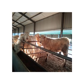 夏洛莱肉牛犊多少钱来电夏洛莱养殖场山东晨旭牧业